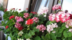 Стая geranium